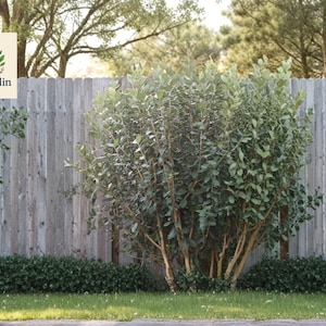 May include: A lush green shrub with light brown stems stands in front of a weathered gray wooden fence. The shrub is surrounded by a low, dark green hedge and a grassy area. The OliveJardin logo is in the upper left corner.