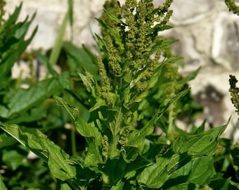 May include: Close-up of a green plant with broad, textured leaves and multiple flower spikes. The plant's leaves are a vibrant green, and the flower spikes are covered in small, green buds. The background is a light-colored stone wall.
