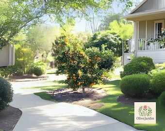 May include: A sunny outdoor scene featuring a concrete walkway leading to a house with a porch. A tree laden with oranges stands in the center, surrounded by green bushes and grass. The OliveJardin logo is in the bottom right corner.