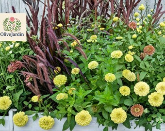 100 Green Zinnia Seeds – Envy Variety – Bright Annual Flower – Heirloom Non-GMO