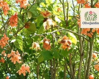 8 European Hazelnut Tree Seeds – Corylus avellana – Filbert Nut Tree – Heirloom NON-GMO