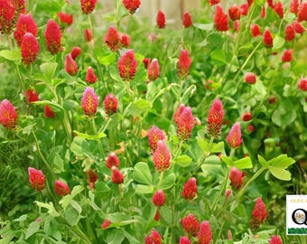 May include: A vibrant image of crimson clover flowers in full bloom. The flowers are a deep red with a textured appearance, set against a backdrop of lush green foliage. The image captures the natural beauty of the plant.