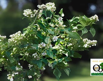 100+ Marshmallow Seeds – Althaea officinalis – Heirloom Herb Seeds, Non-GMO