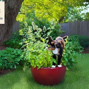 500 Catnip Seeds - Nepeta cataria, Catmint Herb for Cat Lovers, Fragrant Garden Plant, Non-GMO, Tracked Shipping