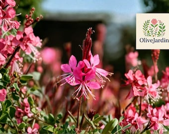100 Pink Gaura Whirling Butterflies Seeds – Gaura Biennis – Heirloom Wildflower – Perennial Blooms – Non-GMO
