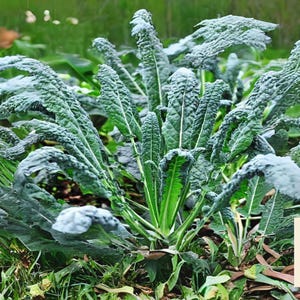 250 Lacinato Kale Seeds – Italian Heirloom Dinosaur Kale, Non-GMO, Blue-Green Leaves, Easy to Grow, Garden Favorite