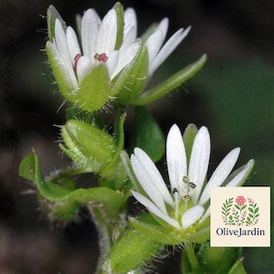 May include: Two white flowers with multiple narrow petals and green, hairy sepals. The center of the upper flower shows reddish-pink stamens, while the lower flower has dark-tipped stamens. A square logo with the text OliveJardin is visible.
