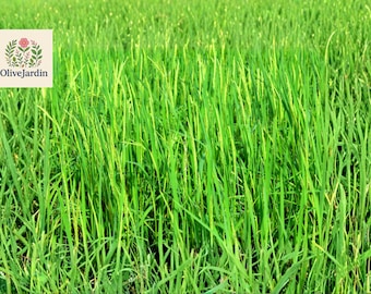 50+ Sweet Grass Seeds – Hierochloe Odorata – Fragrant Grass Variety