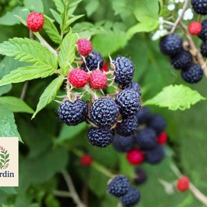 May include: Close-up of a blackberry bush with ripe, dark purple blackberries and bright red raspberries. Green leaves and stems are visible, with a blurred green background. The OliveJardin logo is in the lower left corner.