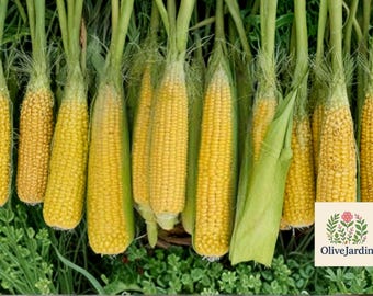 25 Golden Bantam Corn Seeds – Heirloom Sweet Corn Variety – Fresh Non-GMO Seed