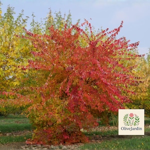 May include: A vibrant image of trees with colorful foliage. The foreground features a tree with bright red leaves, while trees with yellow leaves are in the background. The OliveJardin logo is visible in the lower right corner.