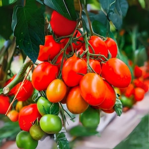 50 Roma Tomato Seeds – Heirloom NON-GMO Paste Tomatoes, Prolific Producer, Garden Favorite, Free USA Shipping