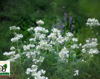 1000+ Hairy Mountain Mint Seeds – Pycnanthemum pilosum – Non-GMO Native Herb & Flower