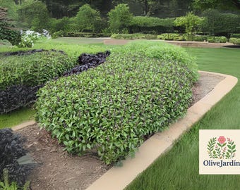 Cinnamon Basil Seeds | 150 Non-GMO Heirloom Seeds | Sweet & Spicy Fragrant Herb | Garden or Container