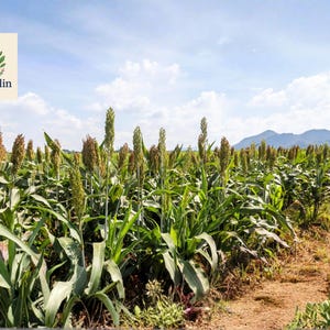 May include: A field of sorghum plants under a blue sky with scattered clouds. The plants are tall with green leaves and brown seed heads. A path leads through the field, with mountains visible in the distance. The OliveJardin logo is in the top left corner.