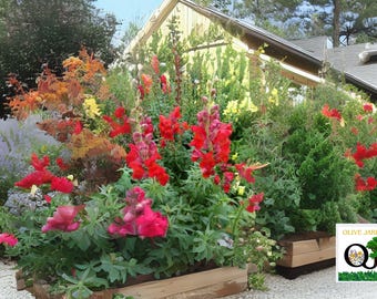 2000 Snapdragon Defiance Red Seeds – Antirrhinum majus – Non-GMO Cut Flower Seeds