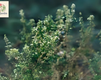 1000 Common Thyme Seeds: True Winter Thyme, Hardy Perennial Herb