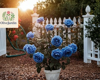 V RARE Midnight Blue ROSE Flower Tree Bush(3,10,20 or 30 Seeds)(no