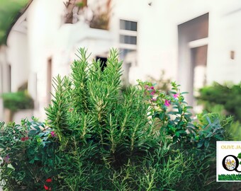 50+ Rosemary Seeds – Rosmarinus officinalis – Perennial Herb for Garden & Containers