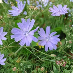 May include: A field of lavender-blue flowers with delicate petals and yellow centers. The flowers are surrounded by green grass and other small plants. The image has a natural, outdoor feel, with a soft focus on the flowers.