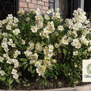 May include: A lush bush of white and yellow flowers with green foliage. The flowers have multiple petals and yellow centers. The image includes a logo for OliveJardin, a floral and botanical brand.