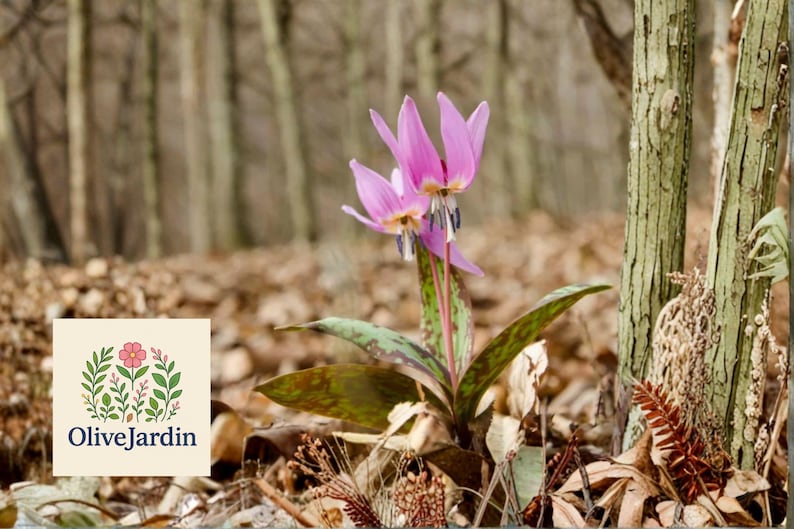 OliveJardin Erythronium dens-canis Seeds - Thumbnail 2