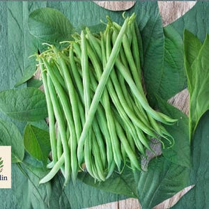 May include: A collection of fresh green beans, artfully arranged on a bed of large green leaves. The beans are vibrant and slender, showcasing their natural color. The background features a textured green surface with a logo in the lower left corner.