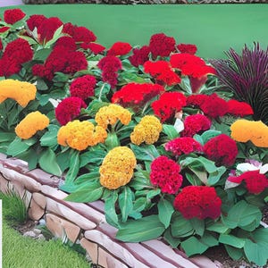 500 Celosia Cristata Seeds - Mixed Colors, Heirloom Cockscomb Flowers, Ornamental Annual, Non-GMO Garden Blooms