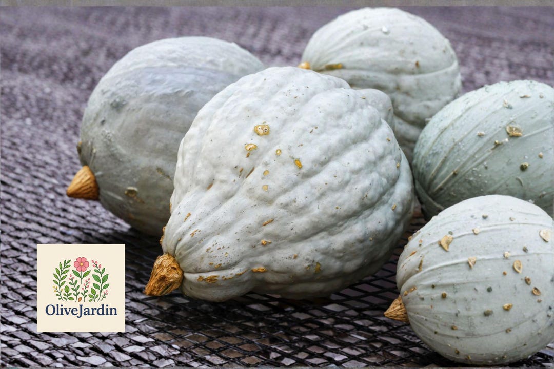 10 Giant Blue Hubbard Squash Seeds – Cucurbita Maxima – Heirloom Non ...