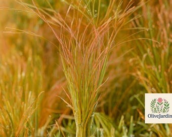Carex Bronze Ornamental Grass Seeds (carex Flagellifera) 20+seeds