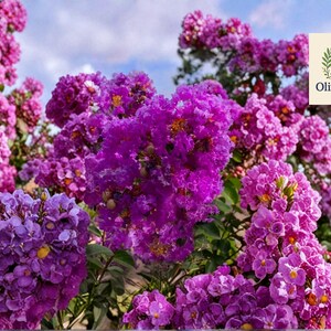 May include: A vibrant image of a cluster of purple crepe myrtle flowers in full bloom. The flowers are a mix of deep and light purple hues, with a few yellow stamens visible. The OliveJardin logo is in the upper right corner.