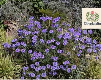 100 Prairie Verbena Seeds – Glandularia bipinnatifida – Purple Wildflower Perennial