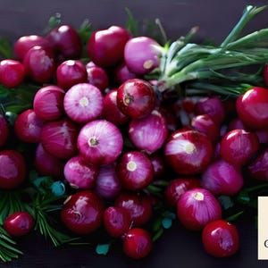 200 Ruby Red Onion Seeds: Heirloom, Non-GMO, Long Day