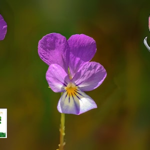 May include: Close-up of a vibrant purple and white pansy flower with a yellow center and dark purple stripes. A flower bud is also visible. The image has a blurred green and brown background. The logo "OLIVE JARDIN" is in the lower left corner.