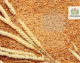 300+ Cat Grass Mix Seeds – Red Wheat Barley Oats Rye – Grass Blend – Non-GMO Annual