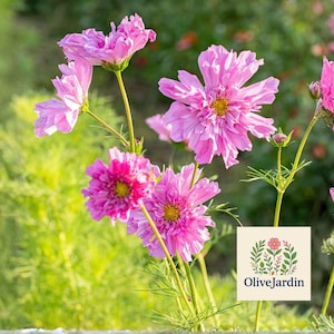 25 Double Click Rose Bonbon Cosmos Seeds – Rose Pink Annual Flower for Planting