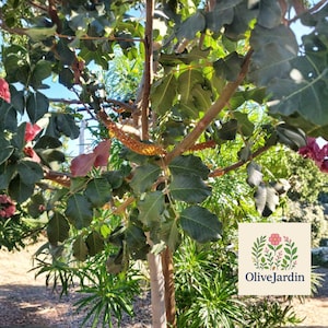 May include: A carob tree with dark green, rounded leaves and clusters of pink flowers, featuring a textured brown trunk and hanging seed pods. A square logo with a floral illustration and the text OliveJardin is positioned in the lower corner.