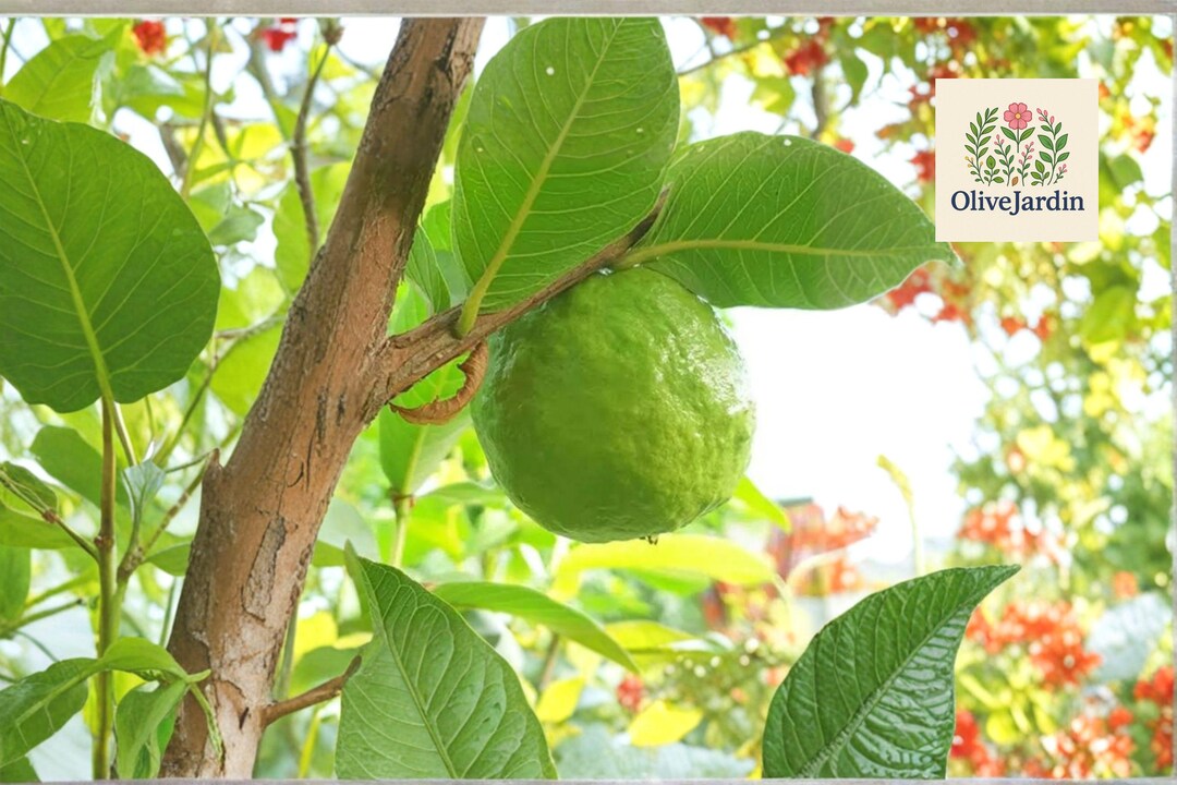 Variegated Thai Pink Guava Tree Psidium Guajava Sd96098