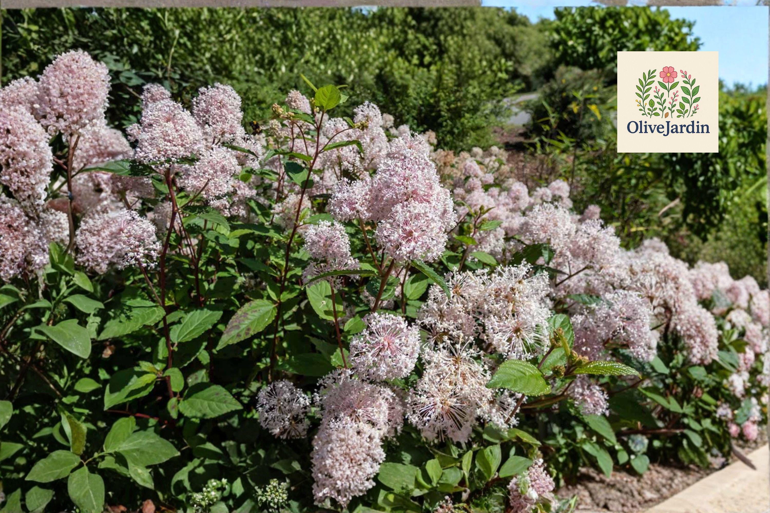 Hummingbird Strub 20 New Jersey Tea Seeds - Ceanothus Americanus - White Hummingbird ...