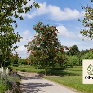 May include: A scenic outdoor shot of a dirt road winding through a lush green landscape. Trees with red berries and green foliage are scattered throughout the scene. The sky is blue with fluffy white clouds. A logo for OliveJardin is in the bottom right.