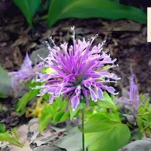 500 Bee Balm WILD BERGAMOT Seeds - Monarda fistulosa, Perennial Herb, Bee & Hummingbird Friendly, Non-GMO Garden Seeds
