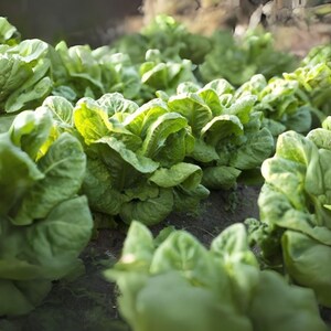 1000 All Season Romaine Lettuce Seeds: Italian Heirloom, Non-GMO