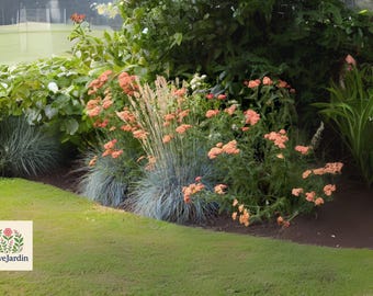 100 Blue Sheep’s Fescue Grass Seeds - Festuca ovina glauca - Ornamental Perennial Grass