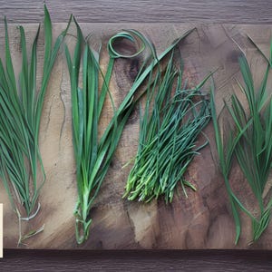 200 Garlic Chive Seeds | Heirloom Non-GMO | Allium Tuberosum Herb | Edible Leaves & Flowers | Free Shipping