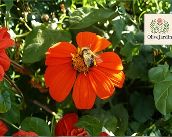 100+ Mexican Torch Sunflower Seeds – Red Orange Annual Flower Seeds – Non-GMO