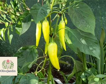 25 Sweet Banana Pepper Seeds - Capsicum annuum - Heirloom Non-GMO