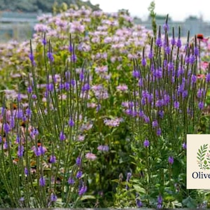 May include: A vibrant garden scene featuring tall, slender purple flowers in the foreground, with a backdrop of various pink and purple blooms. The OliveJardin logo is visible in the lower right corner.