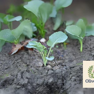 May include: Close-up of young green plants growing in dark soil. The plants have large, rounded leaves and are in the early stages of growth. The image includes the OliveJardin logo, featuring a floral design.