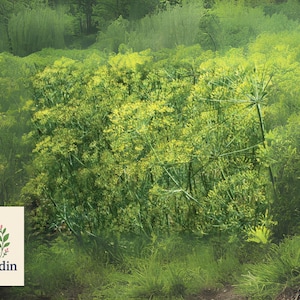 100 Bouquet Dill Seeds | NON-GMO Heirloom Herb | Easy to Grow | Fresh Garden Seeds for Pickling & Pollinators