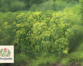 Bouquet Dill Seeds: Non-GMO Heirloom Herb, Pickling & Pollinator Garden